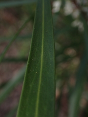 Hakea eriantha