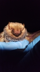 Lasiurus seminolus