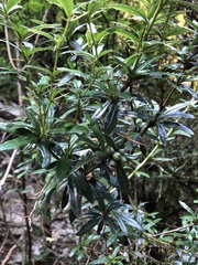 Berberis nantoensis