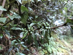 Berberis nantoensis