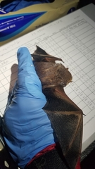 Lasiurus seminolus