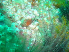Coccotropsis gymnoderma
