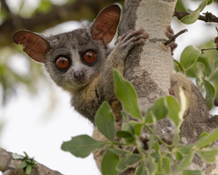 Senegal Bushbaby photo 3