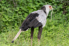 Secretarybird photo 5