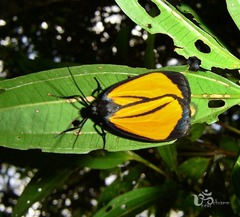 Paratype univitta