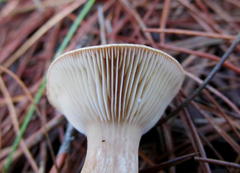 Lactarius hepaticus