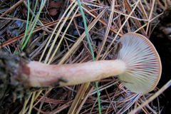 Lactarius hepaticus