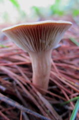 Lactarius hepaticus