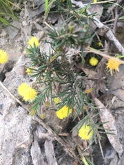 Acacia aculeatissima
