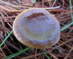 Lactarius hepaticus