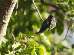 Cynanthus latirostris