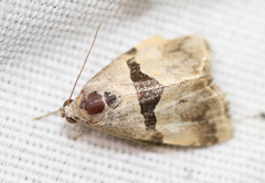 Cobubatha lixiva