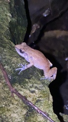 Eleutherodactylus campi