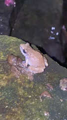 Eleutherodactylus campi