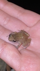 Eleutherodactylus campi