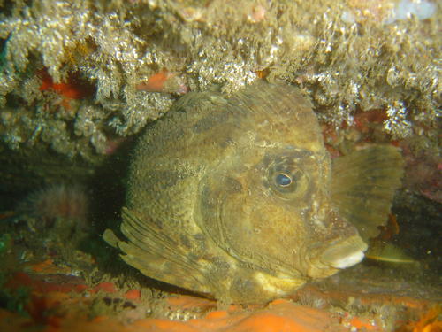 Smooth horsefish (Congiopodus torvus) — Congiopodidae — 5