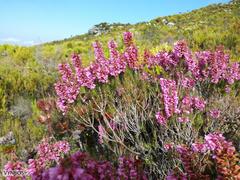 Erica abietina constantiana
