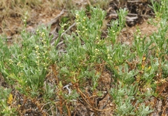 Artemisia rothrockii