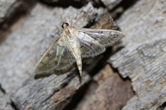 Mimorista subcostalis