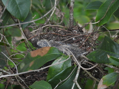 Streptopelia chinensis