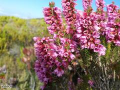 Erica abietina constantiana