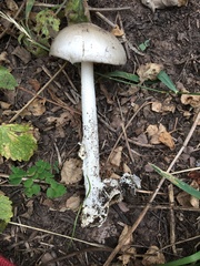 Amanita populiphila