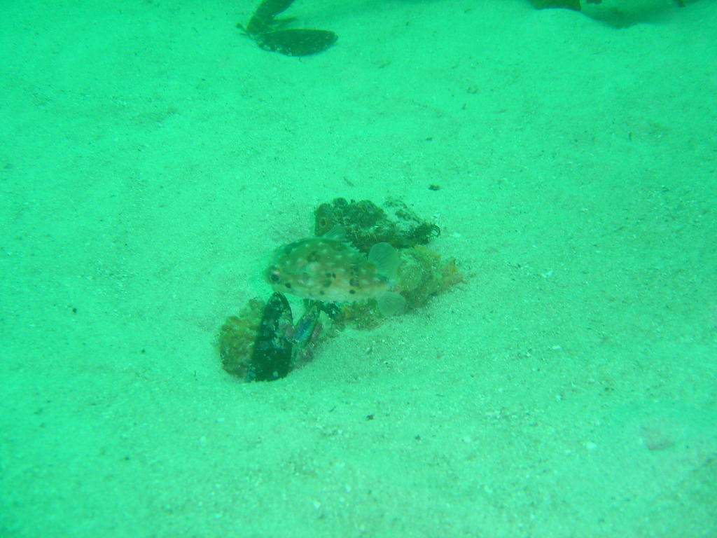 Birdbeak burrfish