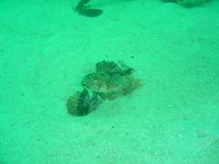 Cyclichthys orbicularis