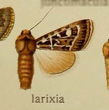 Chersotide dauphinoise (La)