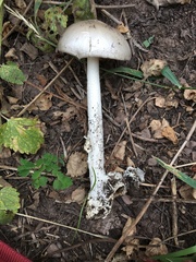 Amanita populiphila