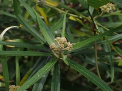 Ozothamnus argophyllus