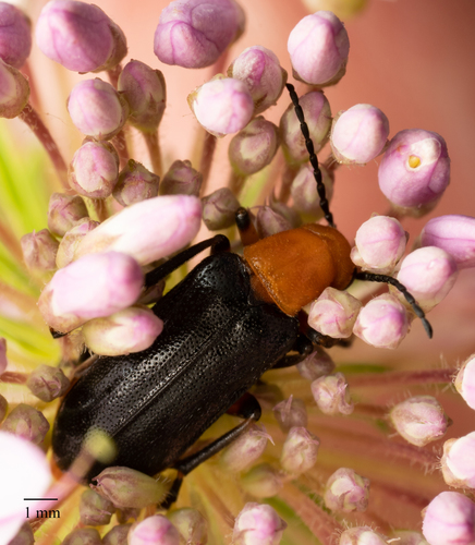 Zonitis atripennis photo 4