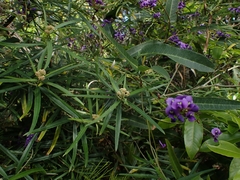 Ozothamnus argophyllus