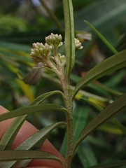 Ozothamnus argophyllus