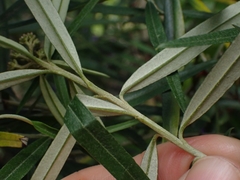 Ozothamnus argophyllus
