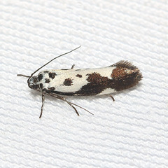 Ethmia quadrillella