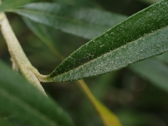 Ozothamnus argophyllus