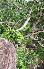 Psammophilus dorsalis