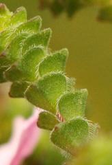 Acmadenia tetragona