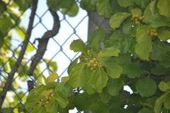 Celastrus orbiculatus