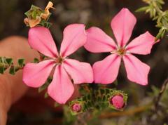 Acmadenia tetragona