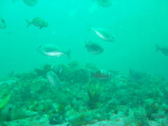 Pachymetopon blochii