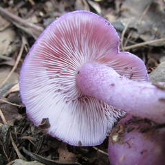 Calocybe ionides