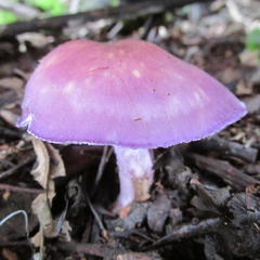 Calocybe ionides