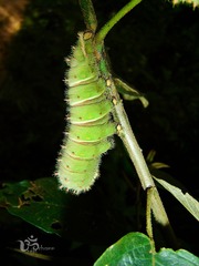 Rothschildia hesperus