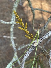 Arceuthobium littorum