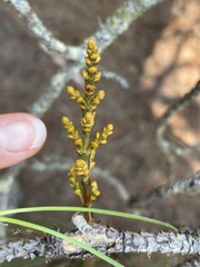 Arceuthobium littorum