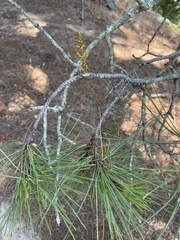 Arceuthobium littorum