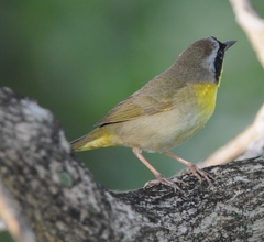 Geothlypis trichas