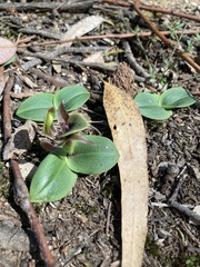 Chiloglottis valida